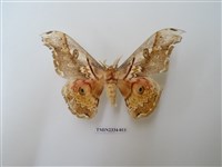 藏品(大綠目天蠶蛾)的圖片